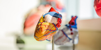 Heart sculpture