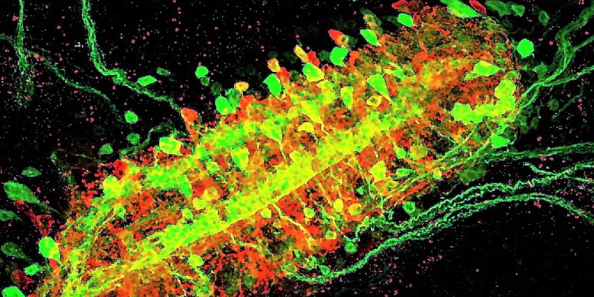 Drosophila larval ventral nerve cord